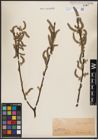 Foto von Salix cinerea L.